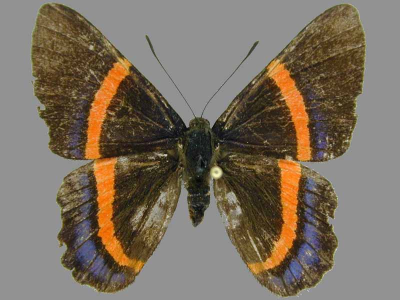 Cotacachi