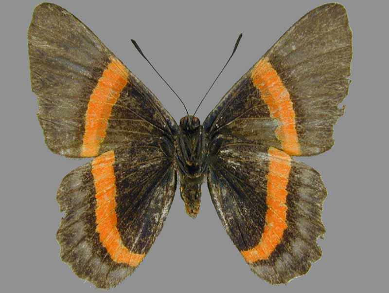 Cotacachi