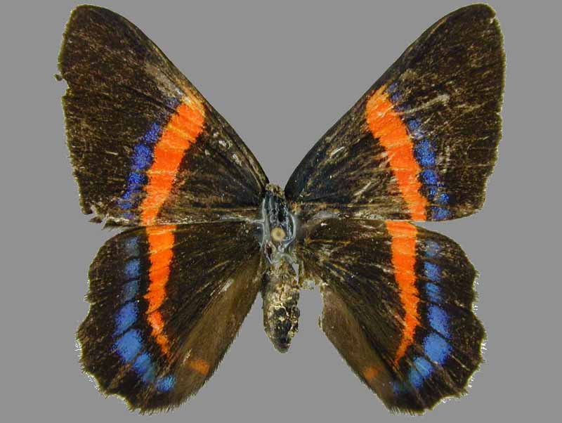 Cotacachi