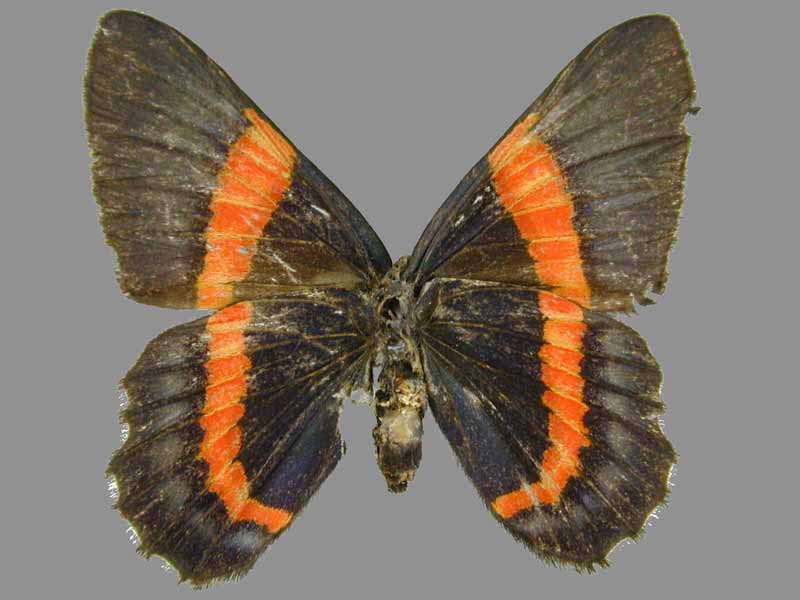 Cotacachi